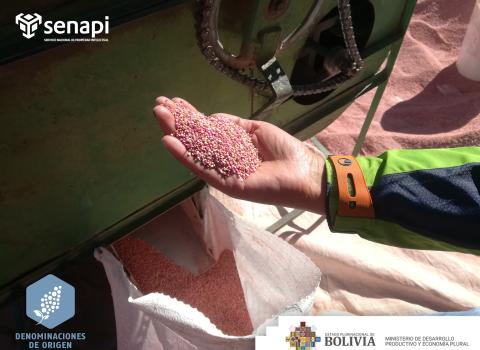 PRENSA 20210601 01 SENAPI ACOMPAÑA EL PROCESO DE AUDITORÍA AL TERRITORIO Y PRODUCTORES DE QUINUA REAL EN LA REGIÓN DEL INTER SALAR DEL ALTIPLANO SUR DE BOLIVIA